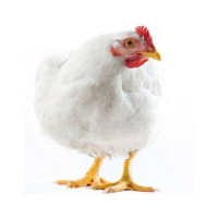 طرح توجيهي پرورش مرغ گوشتي